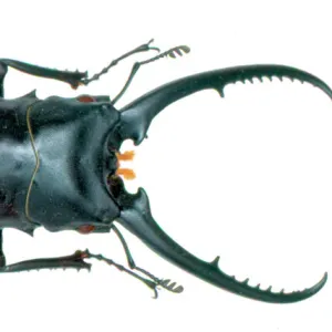 Cladognathus sp. stag beetle