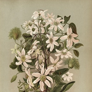 Clematis Indivisa Willd. or Clematis Paniculata