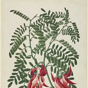 Clianthus puniceus, scarlet clianthus