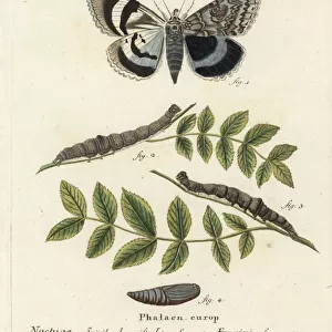 Clifden nonpareil, Catocala fraxini