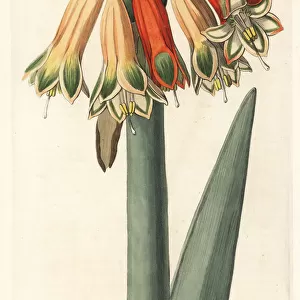 Clinanthus incarnatus