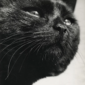 Closeup of black cat