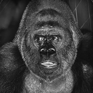 Closeup of a gorilla