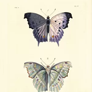 Clouded mother of pearl butterfly, Protogoniomorpha