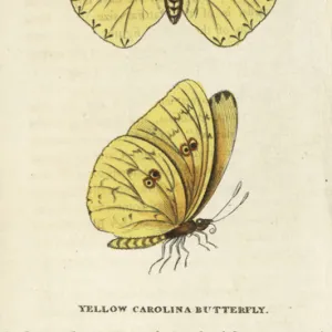 Cloudless sulphur, Phoebis sennae