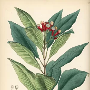 Clove, Syzygium aromaticum