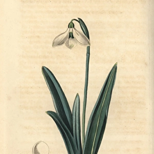 Clusius snowdrop, Galanthus plicatus