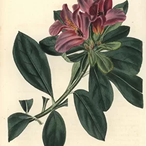 Cluster-flowered Indian azalea with purple