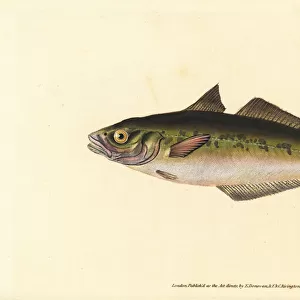 Coalfish or saithe, Pollachius virens