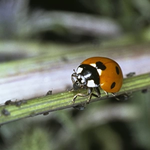 Coccinella 7-punctata, seven spot ladybird