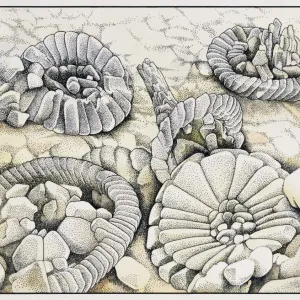 Coccoliths magnified a thousand times Coccoliths magnified a thousand times
