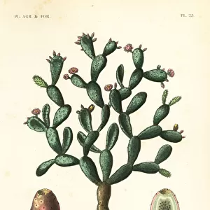 Cochineal cactus, Nopalea cochenillifera