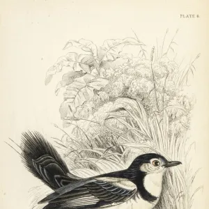 Cock-tailed tyrant, Alectrurus tricolor. Vulnerable