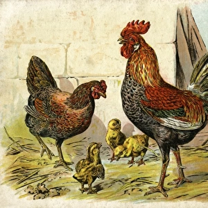 Cockerel, hen and chicks in a farmyard