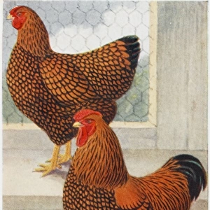 A Cockerel and Hen - Gold-Laced Wyandottes