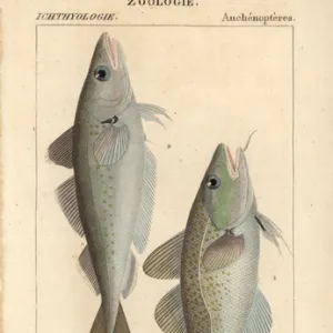 Cod, Gadus morhua, and whiting, Merlangius merlangus