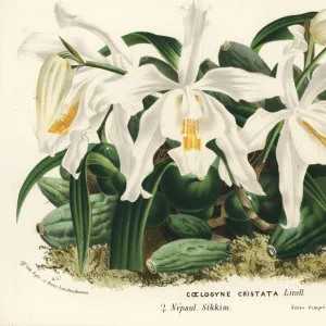 Coelogyne cristata orchid