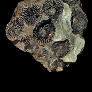 Coelosphaeridium, calcareous alga