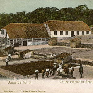 Coffee Plantation, Brokenhurst, Jamaica, West Indies