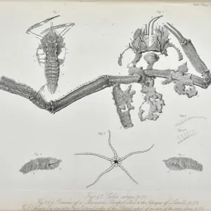 Coleia Antiqua Coleia Antiqua