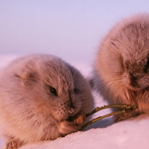 COLLARED LEMMING - x 2 in winter feed on dwarf willow