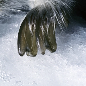 Collared Lemmings large winter claw of a forepaw