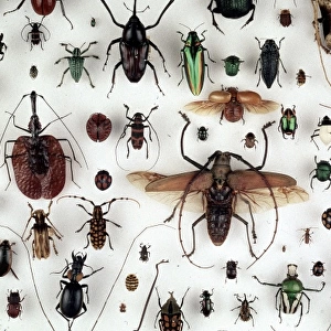 A collection of beetles