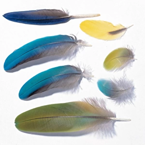 A collection of birds feathers