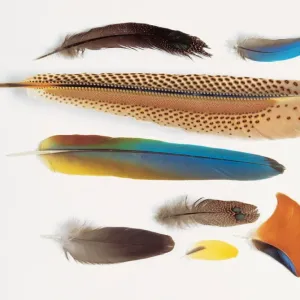 A collection of birds feathers A collection of birds feathers