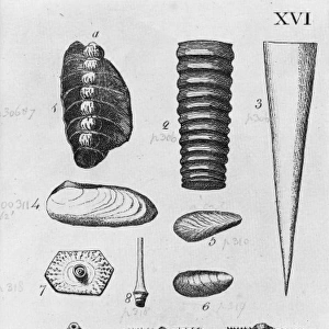 Collection of molluscs
