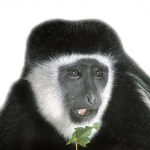 Colobus guereza, guereza