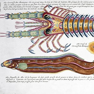 Colourful illustration of an eel and a crustacean