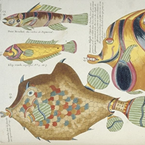 Colourful illustration of five fish