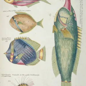 Colourful illustration of five fish Colourful illustration of five fish