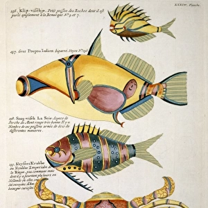 Colourful illustration of three fish and a crab