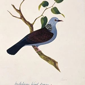 Columba elphinstonii, Nilgiri woodpigeon