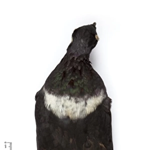 Columba jouyi, Ryukyu pigeon