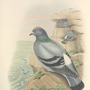 Columba livia, rock dove