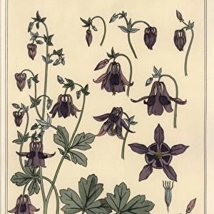 Columbine, Aquilegia vulgaris, flower parts