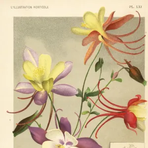 Columbine hybrids raised from Aquilegia glandulosa