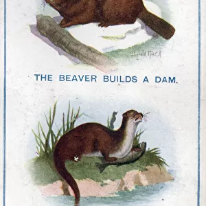 Comic postcard, The beaver and the otter Date: circa 1918