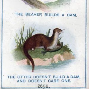 Comic postcard, The beaver and the otter Date: circa 1918