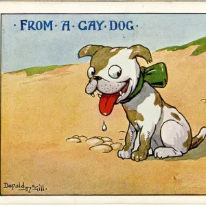 Comic postcard, From a gay dog