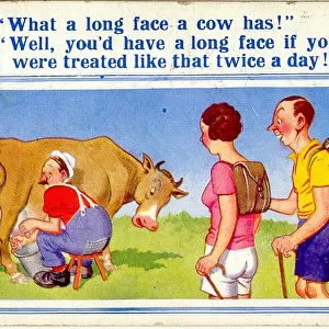 Comic postcard, Long-faced cow being milked