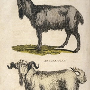 Common and Angora Goat