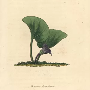 Common asarabacca, Asarum europaeum