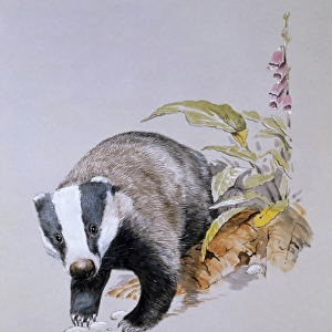 A Common Badger (Meles meles)