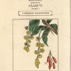 Common barberry, Berberis vulgaris