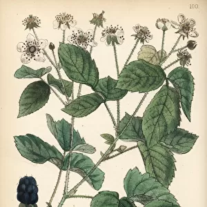 Common blackberry, Rubus villosus
