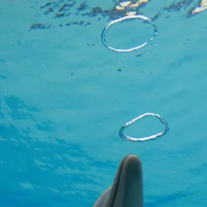 Common Bottlenose Dolphin - with air bubble rings